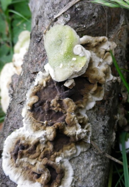 Polyporacee diverse (Trametes ochracea)